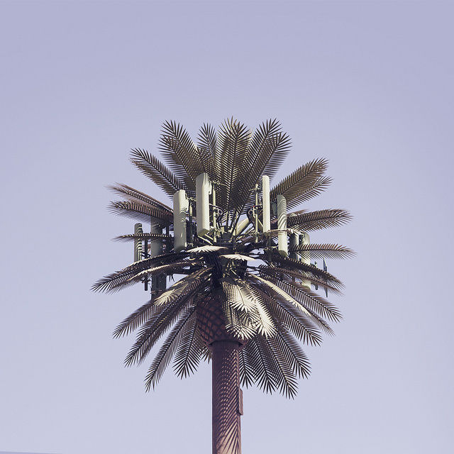 Wesley Bird #palm