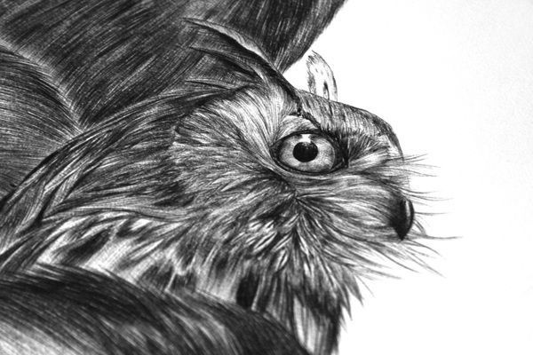 Deep forest by Lara Bispinck, via Behance #biro #owl #drawing #illustration #realistic #forest #animal