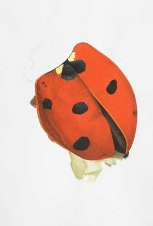 Cornelia Hesse-Honegger #cornelia #bug #insect #honegger #nuclear #hesse