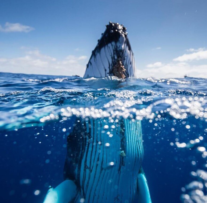 Magical Underwater and Ocean Photography by Scott Wilson