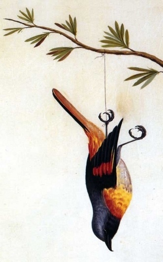 CANOURA SALGUEIRO. #murder #illustration #death #bird