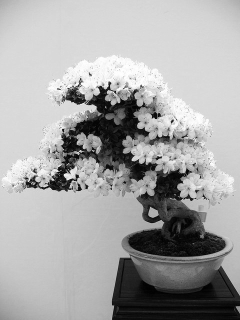 さつきの 盆栽 #white #tree #blossom #plant #black #bonsai #photography #ornamental #and #flower #japan #beauty