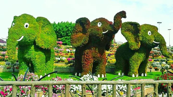 Baby Elephants Topiary Art at the Dubai Miracle Garden are built with Alternanthera herb and no flowers are integrated within them.