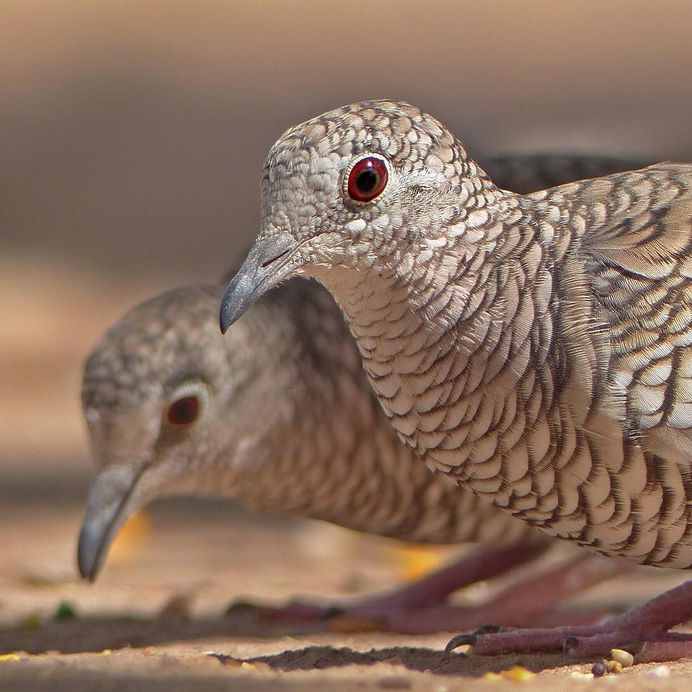 #nuts_about_birds: Awesome Bird Photography by Rogerio Rumao