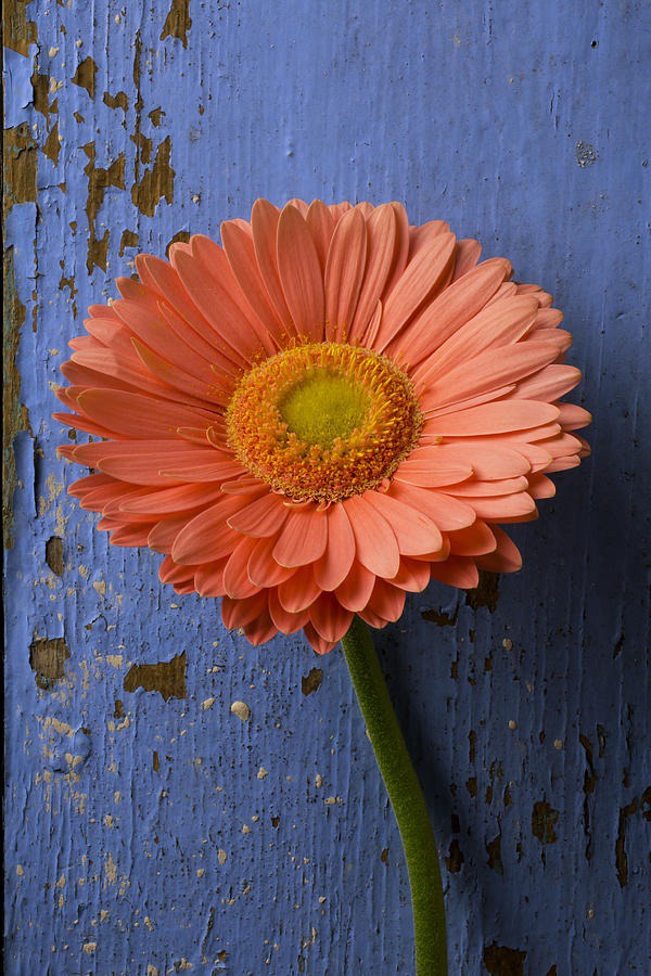 daisy painting & daisy paint by number #painting
