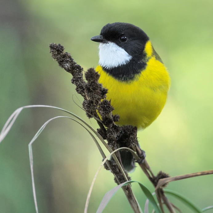Birds of Australia: Beautiful Bird Photography by Heather Thorning
