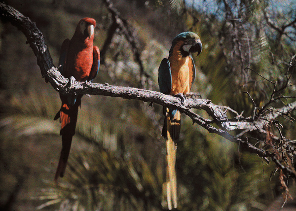 An undated autochrome image of two parrots on a branch.Photograph by Franklin Price Knott, National Geographic #parrots #nat #nature #photography #vintage #film #geo
