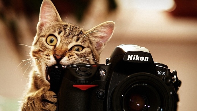 Cat With Nikon