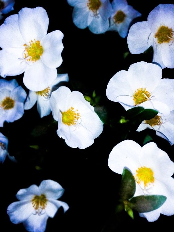 #flowers