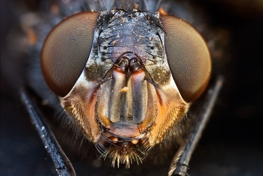 6949021-lg.jpg (935×626) #bug #insect #closeup #macro #detail