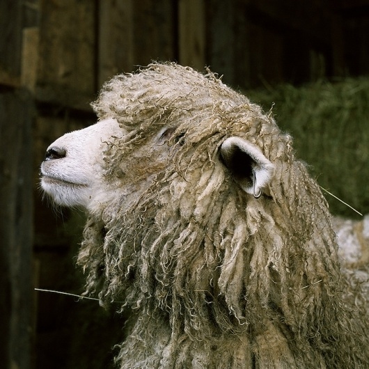 Fantastic Portraits of Farm Animals - My Modern Metropolis #sheep #animal