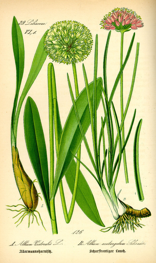 Illustration: Allium victoralis #wilhelm #flora #thom #biology #print #fauna #otto #dr #illustration #and
