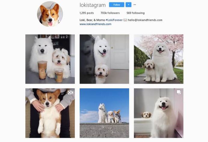 @Lokistagram - Loki, Bear, & Momo