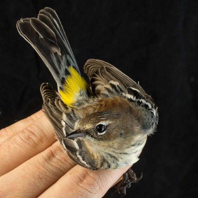 #birdstagram: Wonderful Bird Photography by Sean Graesser