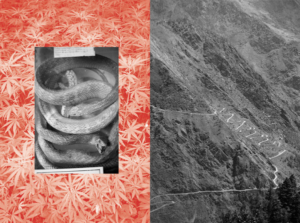 Snakes engtangled over background of weed leaves and a mountain road #photography