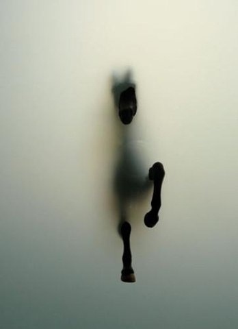 FFFFOUND! | Collette Collette #ghost #horse
