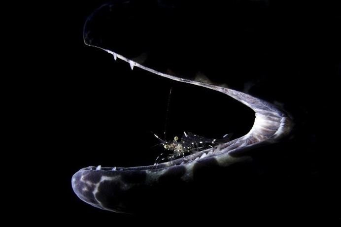 The Stunning Winners Of The 2017 Underwater Photographer Of The Year