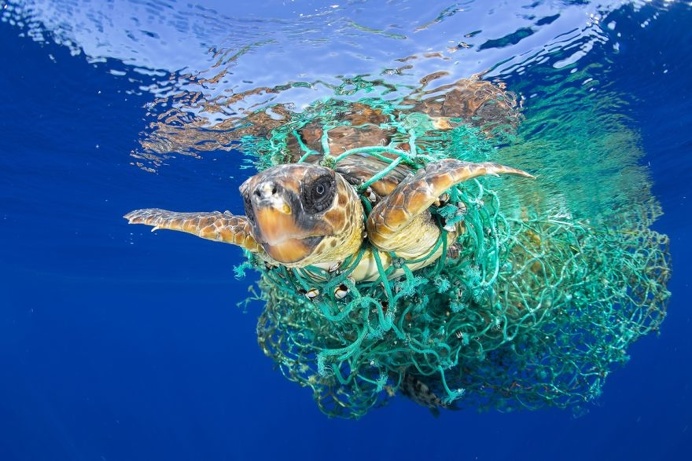 Nature, First Prize, Singles - Caretta Caretta Trapped by Francis Pérez