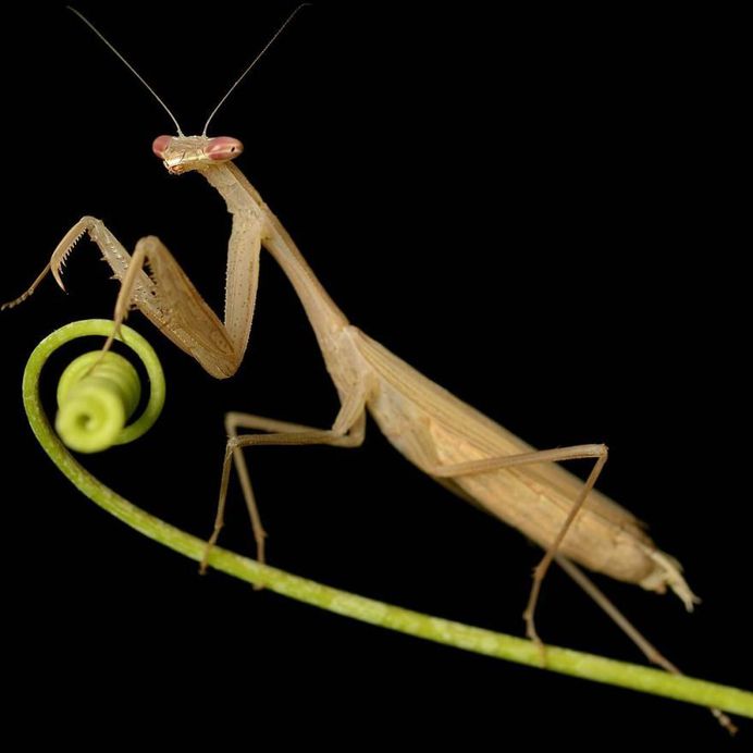Mantis