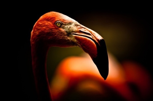 Animal Photography by Michael Patrick O'Leary #photography #animals
