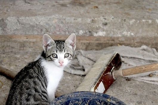 cat | Flickr - Photo Sharing! #cat