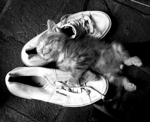 FFFFOUND! #cute