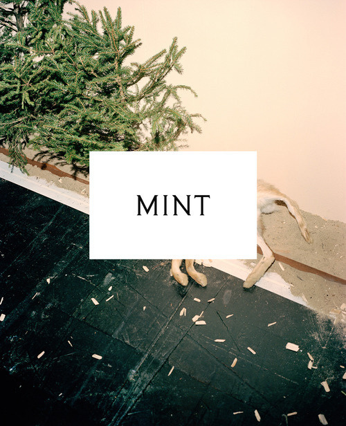 business card and logo for the collective MINT #white #business #fox #tree #card #print #design #graphic #mint #black #logo #typography