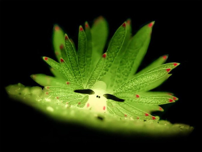 Glow in the Dark by Man BD
