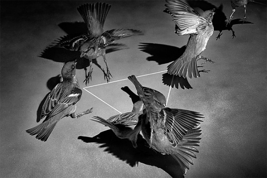 Gabriel Sabando | The Anatomist #occult #bird