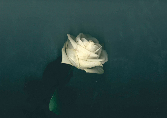 #Rose #white #flower #art