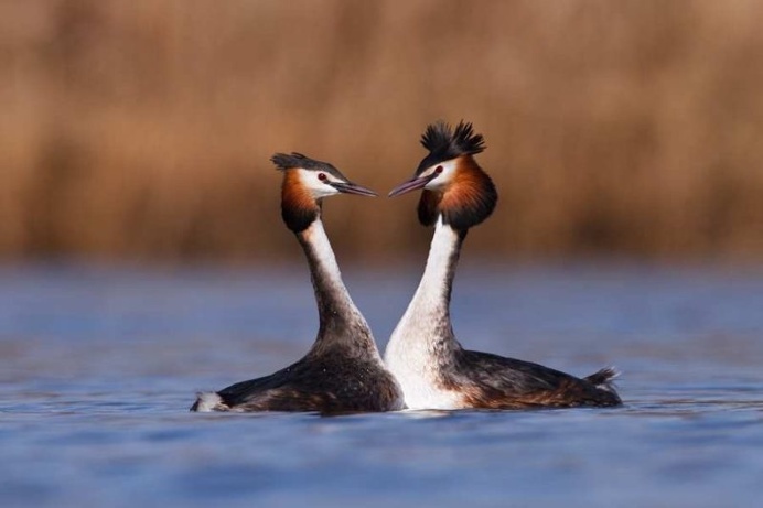 Gorgeous Animal Portraits by Pim Leijen