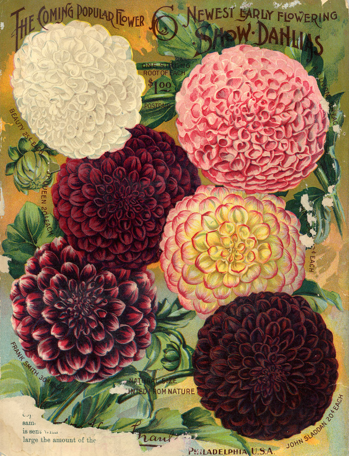 vintage seed packets