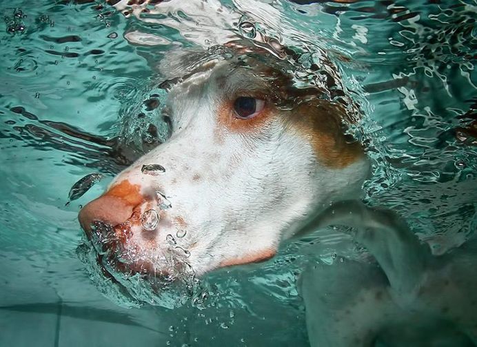 Uderwater Dogs: Creative and Playful Photography by Seth Casteel