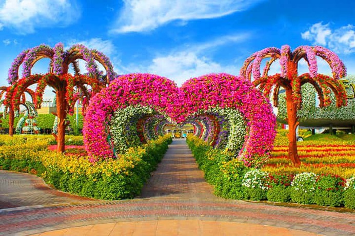 The Dubai Miracle Garden displays 50 million flowers. This makes the garden as the biggest flower garden in the world. Its nearest rival, the Keukehnhof Garden in Netherland displays and bloom 8 million tulip flowers despite being bigger in size.