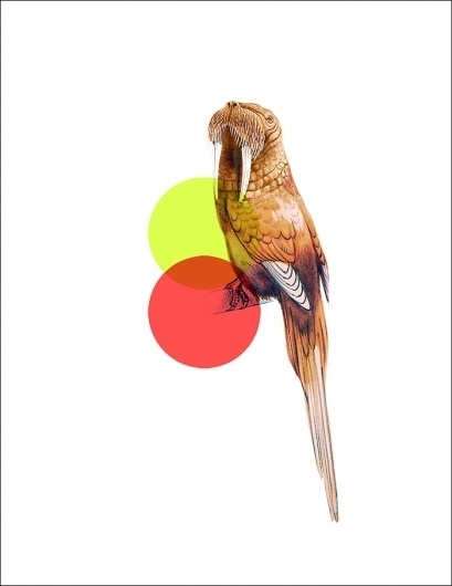 Odd Animals : - tor weeks - director of art #animals #minimal #modern