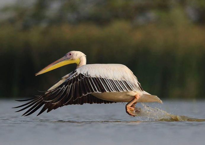 #kings_birds: Fine Art Birds Photography by Saurabh Desai
