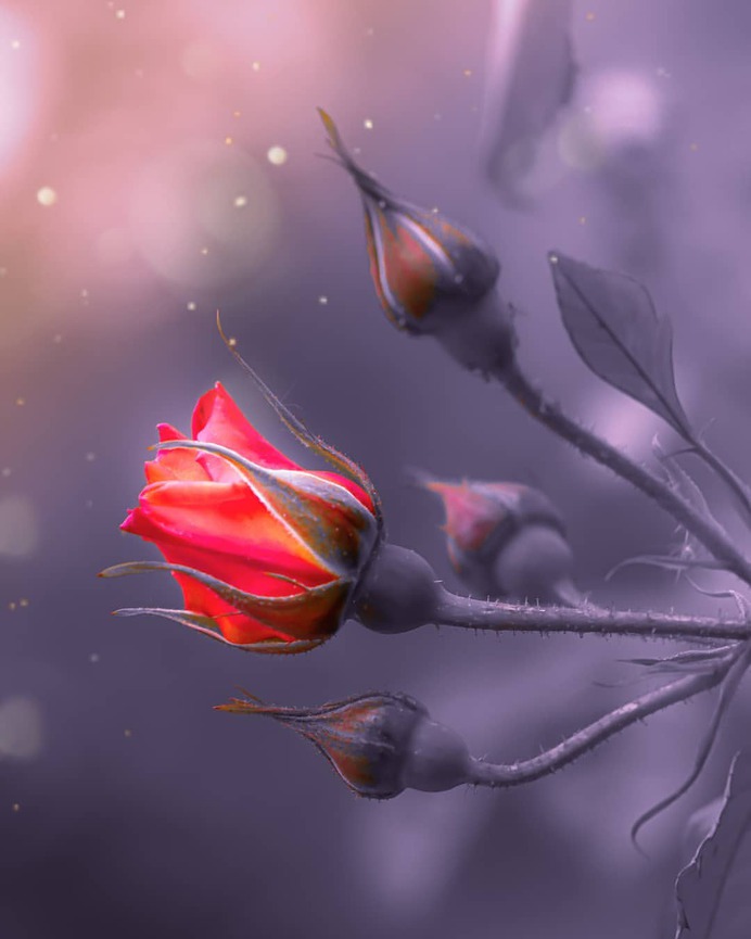 Beautiful Macro Flowers Photography by Tasha Tajdel