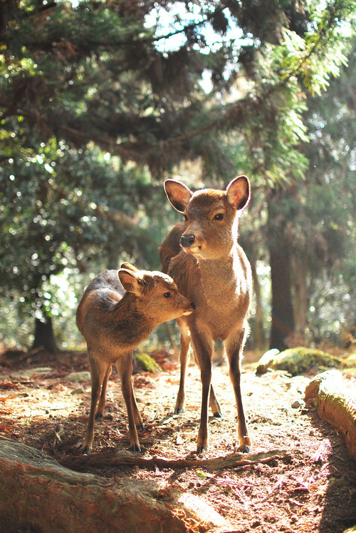 cellosoul:at Kasuga shrine, Nara #nature