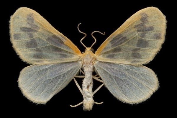 Winged Tapestries by Jim des Riviéres #inspiration #photography #macro