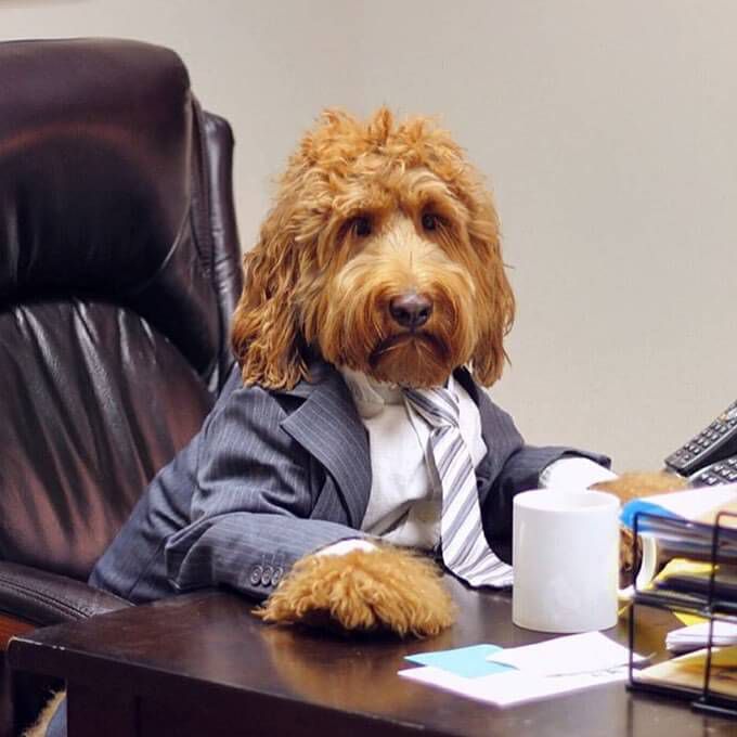 Most Dog Friendly Stores in America - Bloomingdales