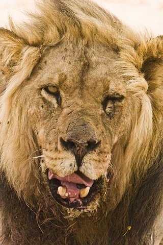 Tumblr #wild #africa #lion #safari #cool