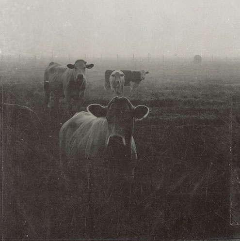Graphic-ExchanGE - a selection of graphic projects - Reno Orange #white #black #photography #and #animal