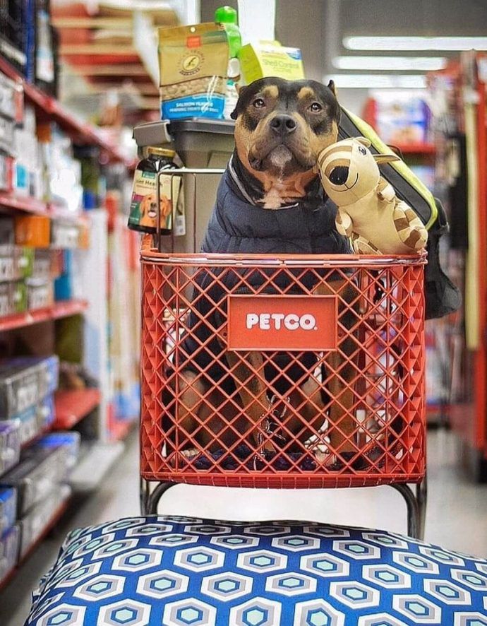 Most Dog Friendly Stores in America - Petco