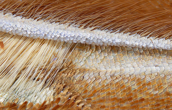 Macro Photography by Linden Gledhill #inspiration #photography #macro