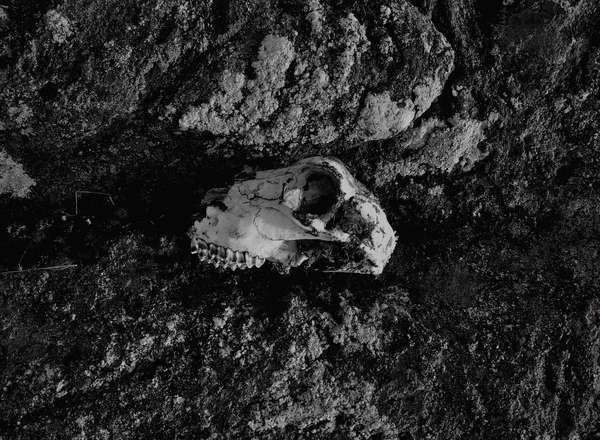 Pale Grain #sweden #nordic #photography #skull #death #life