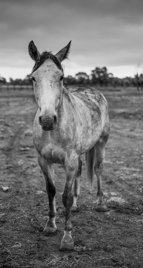 Jake #field #white #horse #black #photography #and #animal #beauty