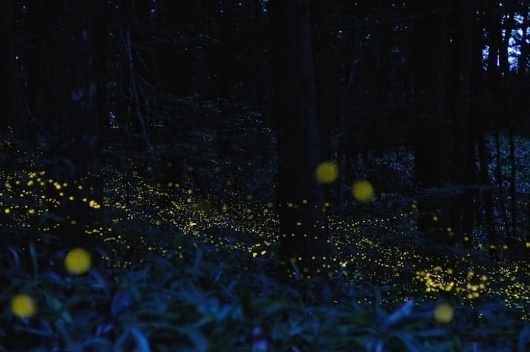Glowing Trails of Light: Light Painting With Fireflies | Jeannie Huang #light #painting #landscape
