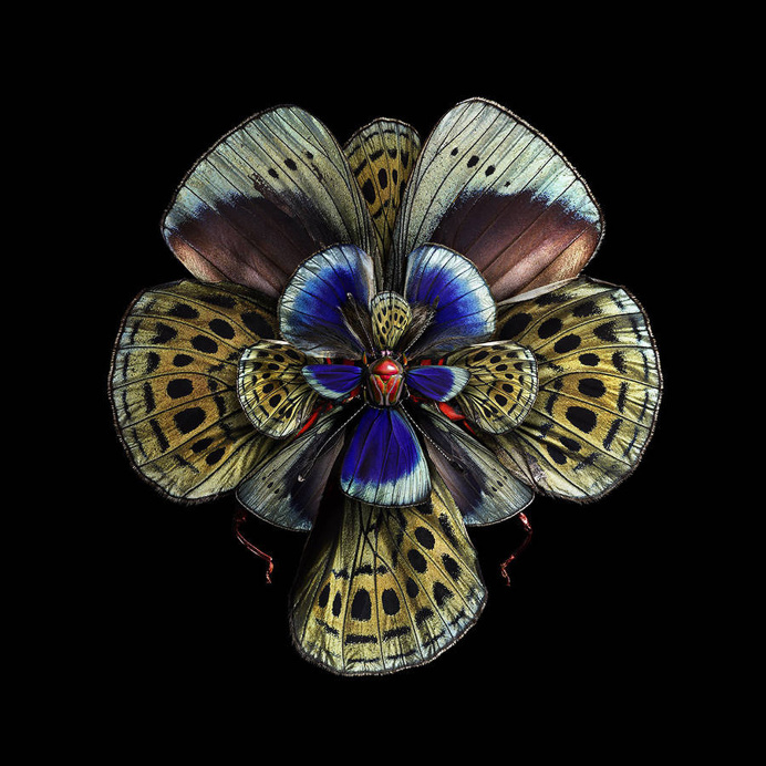 blooms of butterflies wings