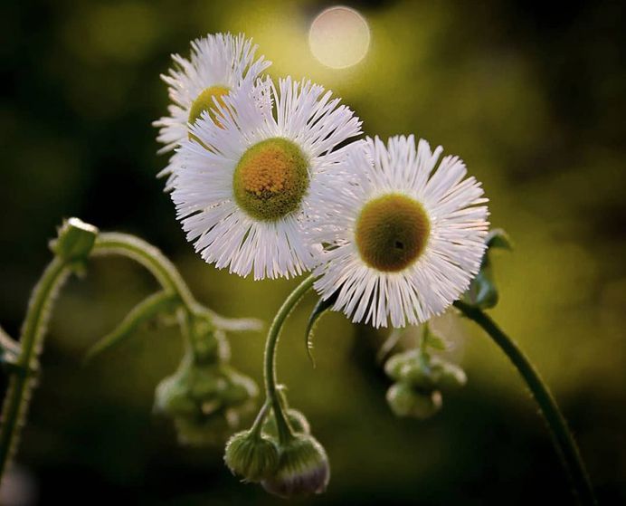 Breathtaking Flower Pictures by Photographer Matthew Busel