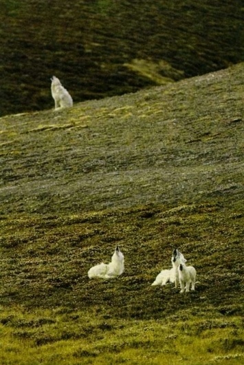 Endless me #wolves #wildlife #photography